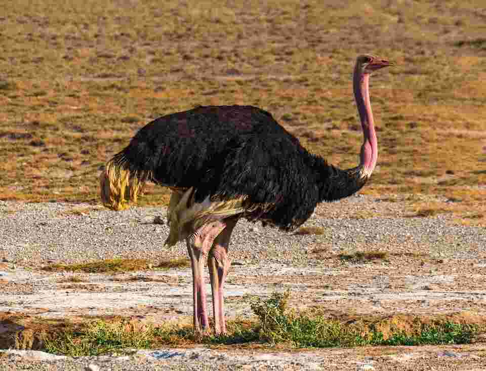 An African Ostrich standing in a field.