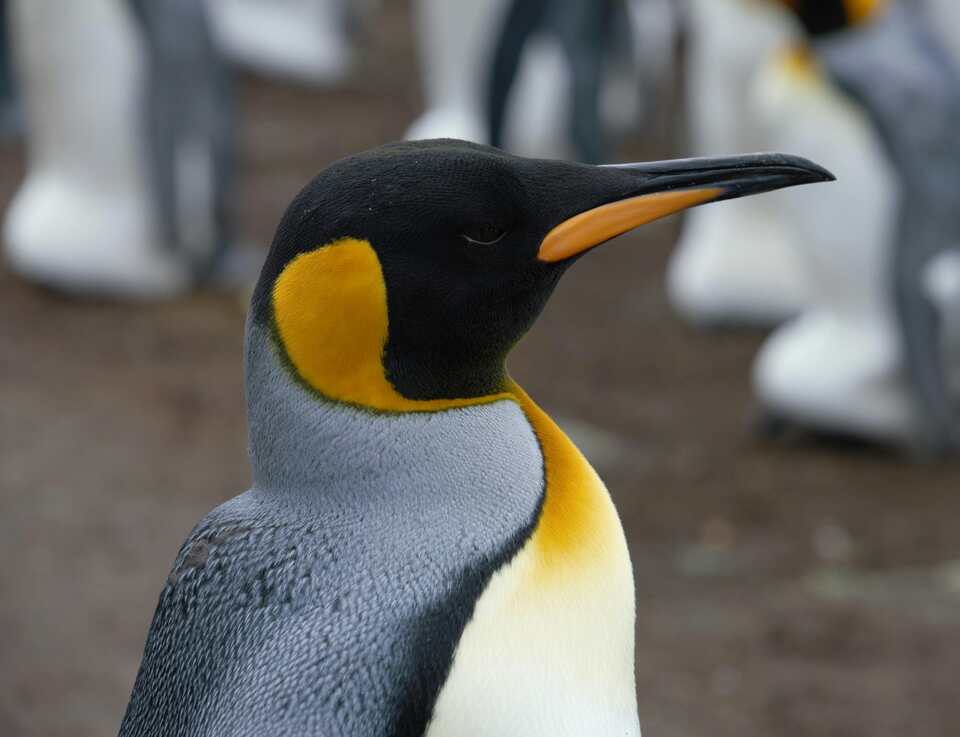 An Emperor Penguin standing around.