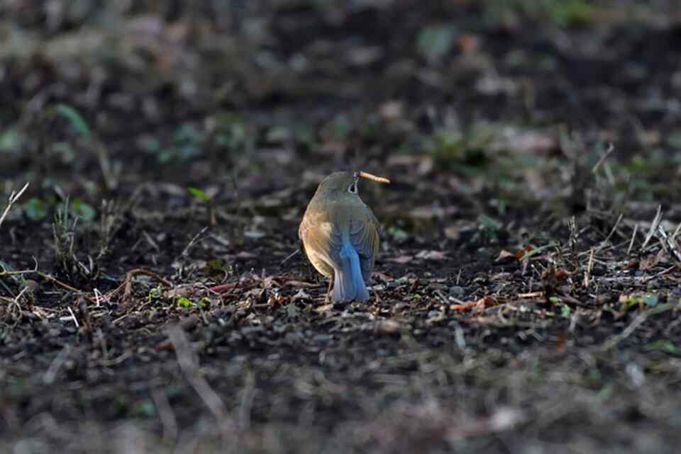 A Red-flanked Bluetail feeding on a worm.