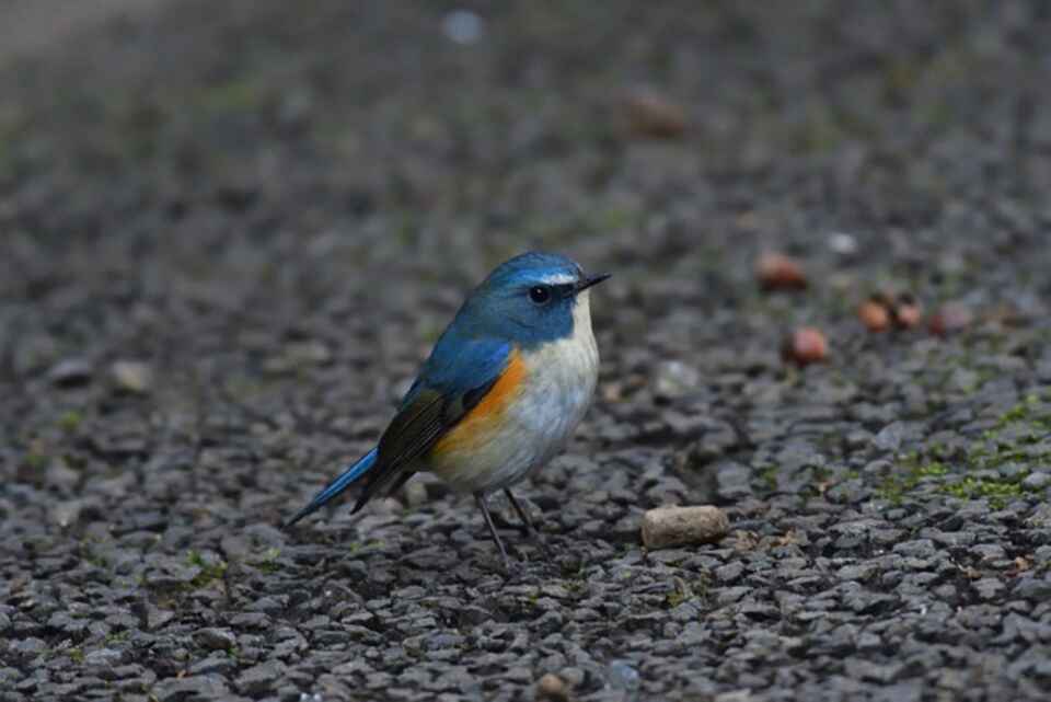 A Red-flanked Bluetail foraging on the ground.