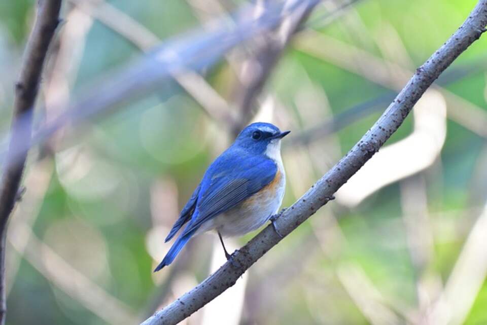 A Red-flanked Bluetail perched in a tree.