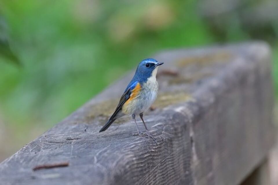 A Red-flanked Bluetail perched on a ledge.