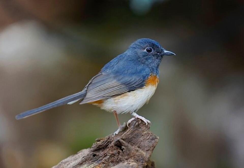 A Red-flanked Bluetail  perched on a decaying tree stumo.