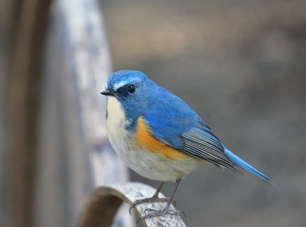 A Red-flanked Bluetail perched on a fence.