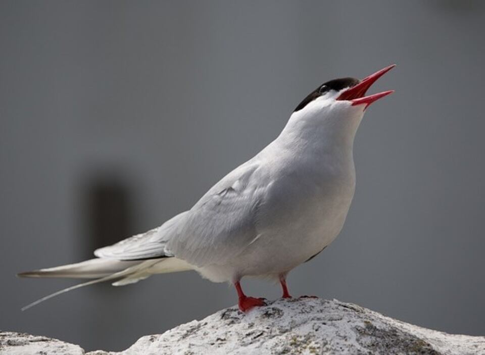 An Arctic Tern perched on a large rock.