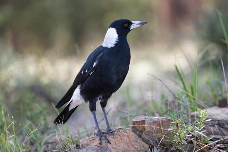 An Australian Magpie perched on a large rock.