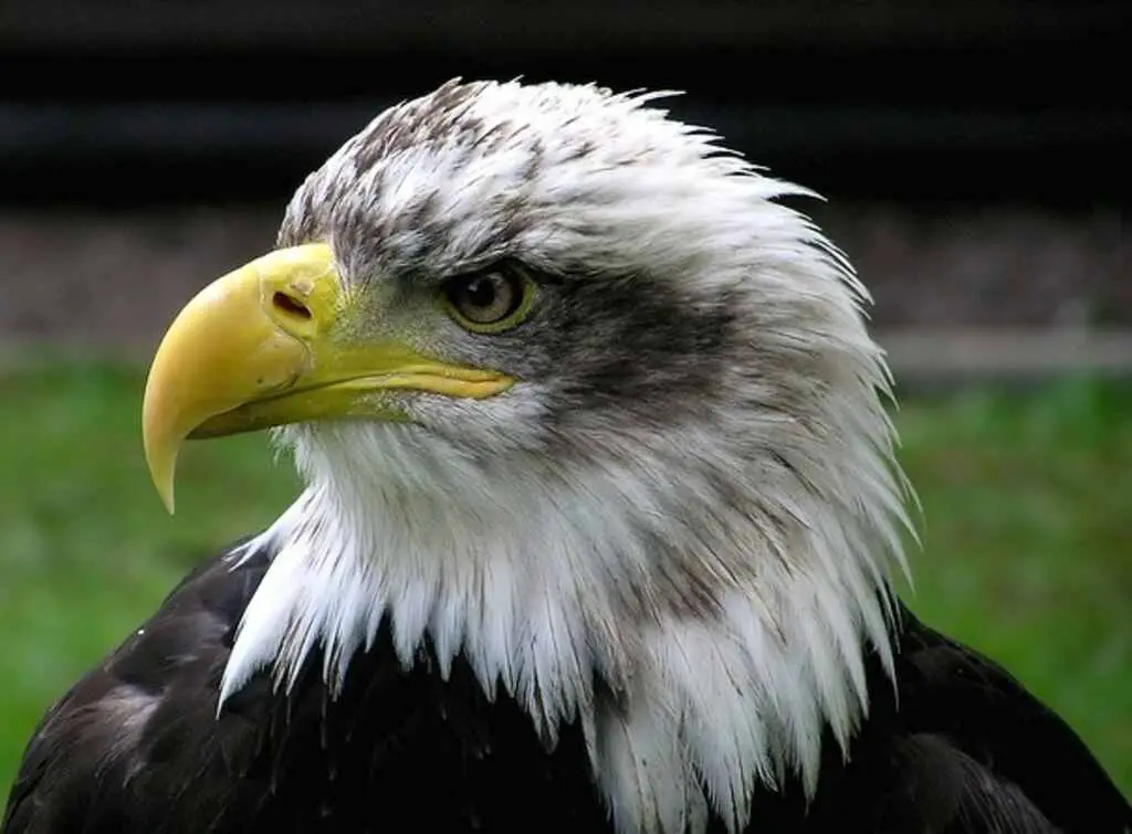 A Bald Eagle close-up shot.