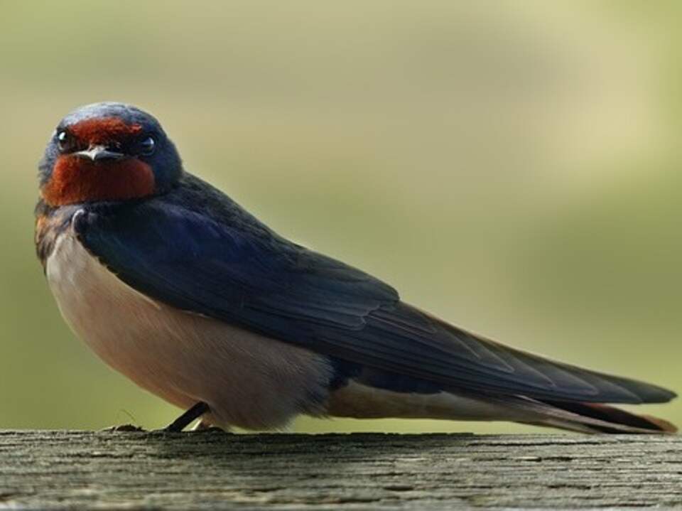 A Barn Swallow perched on a railing.