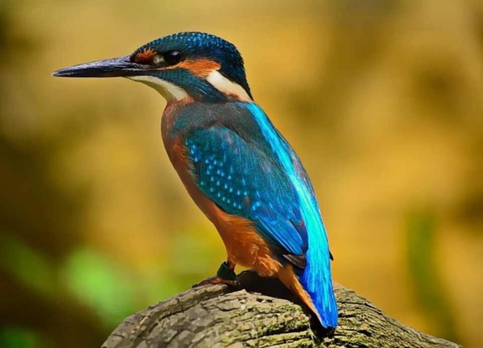 A Common Kingfisher perched on a rock.