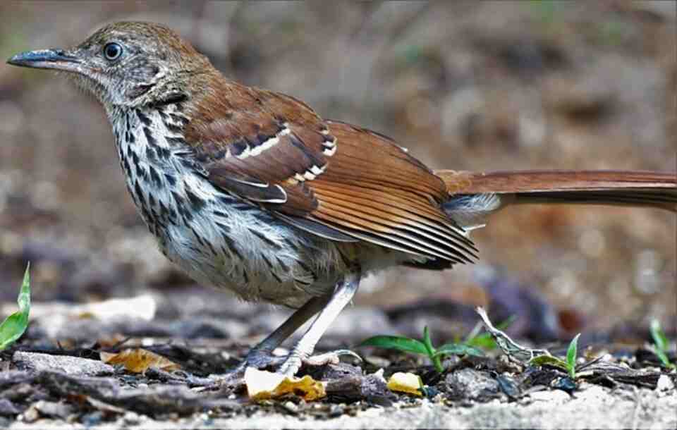 A Brown Thrasher foraging on the ground for food.