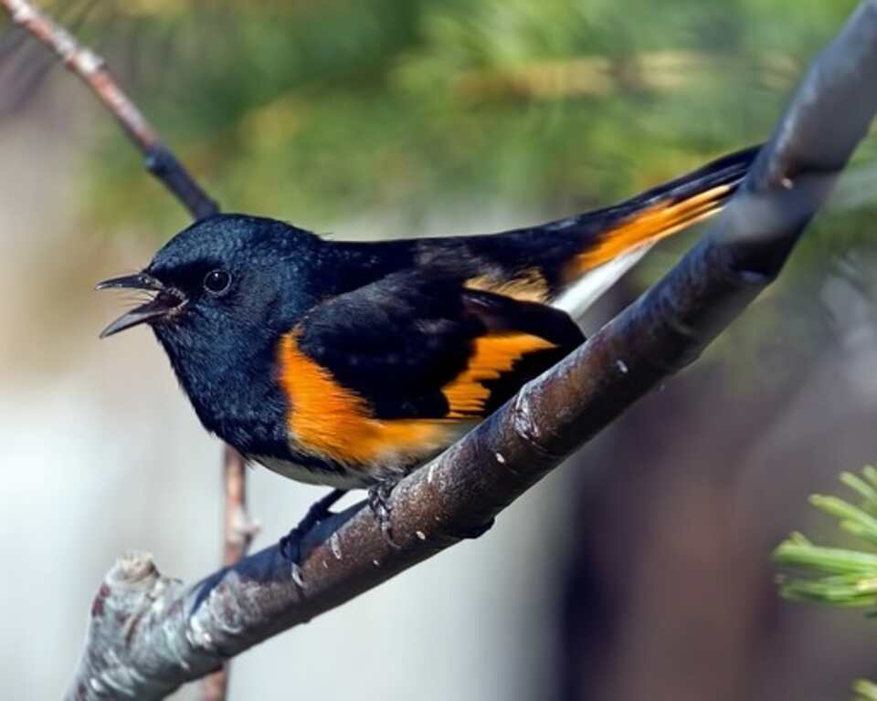 An American Redstart perched in a tree.