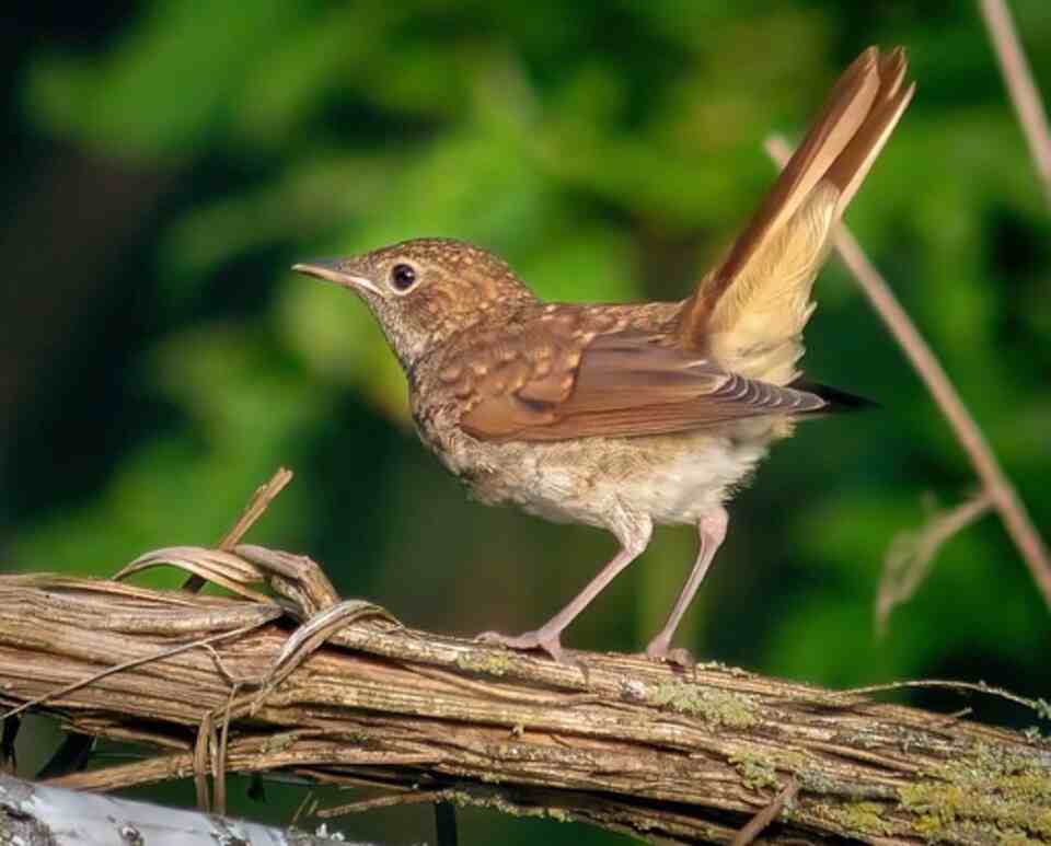 A Common Nightingale perched in a tree.