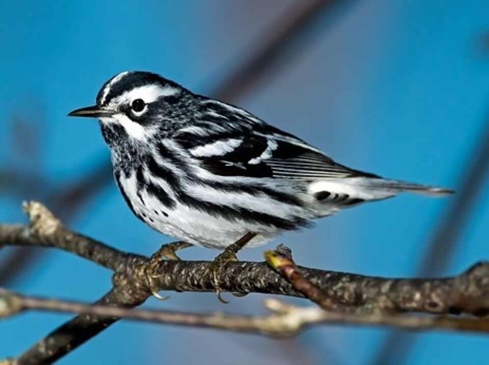 A black-and-white-Warbler perched in a tree.