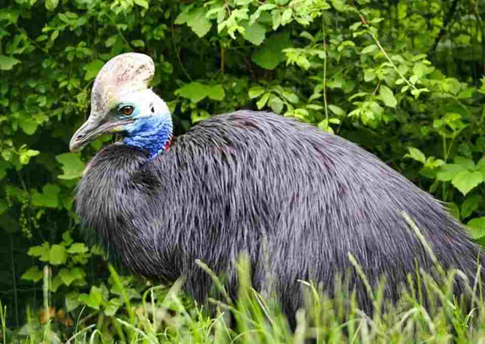 A Cassowary resting.