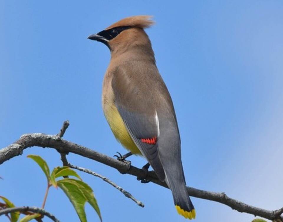 A Cedar Waxwing perched in a tree.