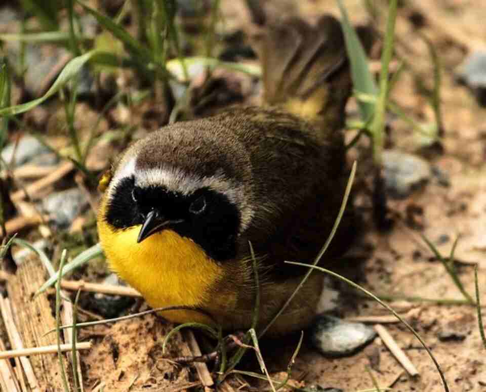 A male Common Yellowthroat foraging on the ground.