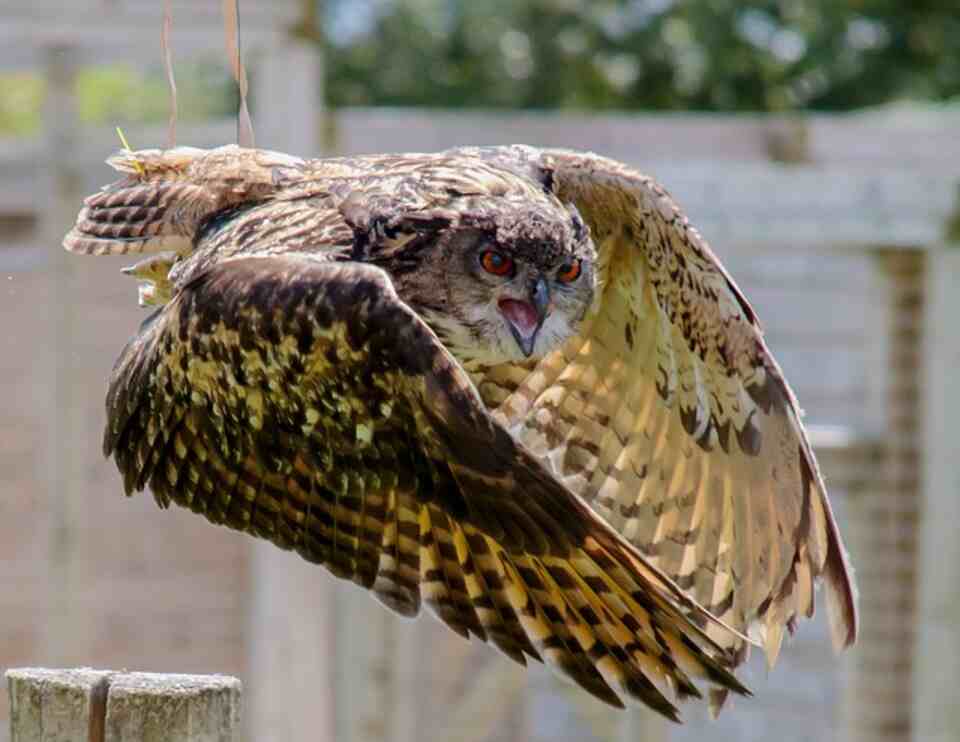 A Eurasian eagle-owl flying.