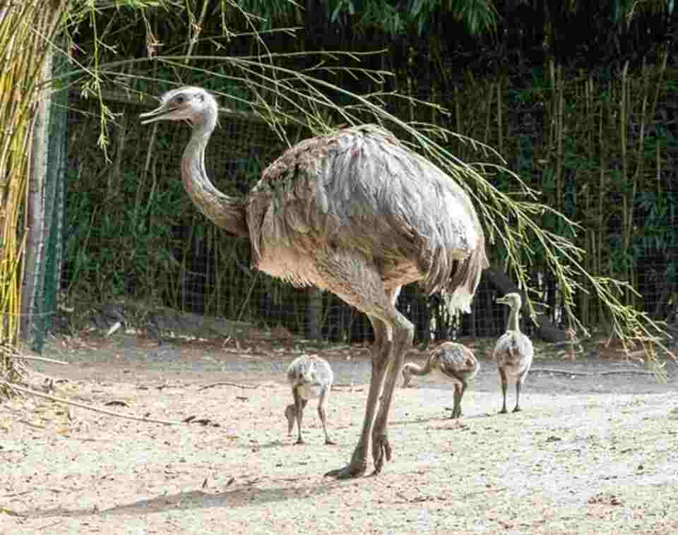 An adult Emu with it's chicks.