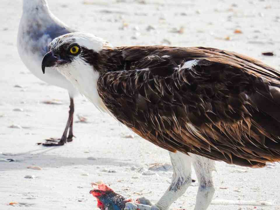 An Osprey eating a fish.