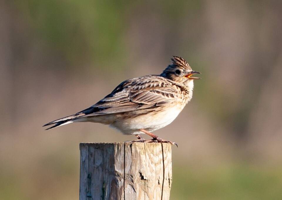 A Eurasian Skylark perched on a post.