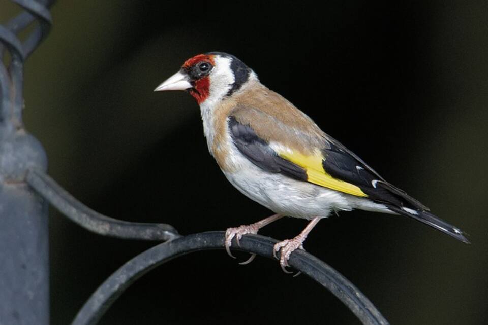 A European Goldfinch perched on an iron railing.