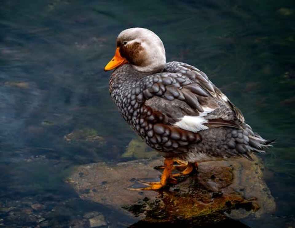 A Falkland flightless steamer duck perched on a rock.