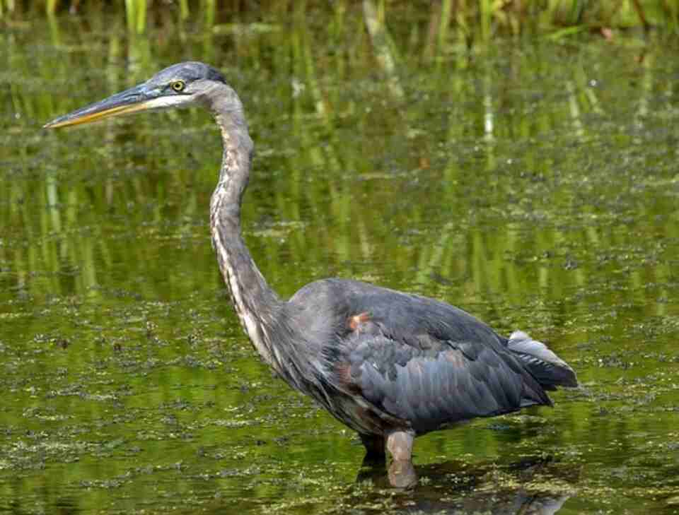 A Great-blue Heron foraging in shallow water.