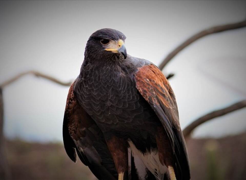 A Harris's Hawk scoping the area.