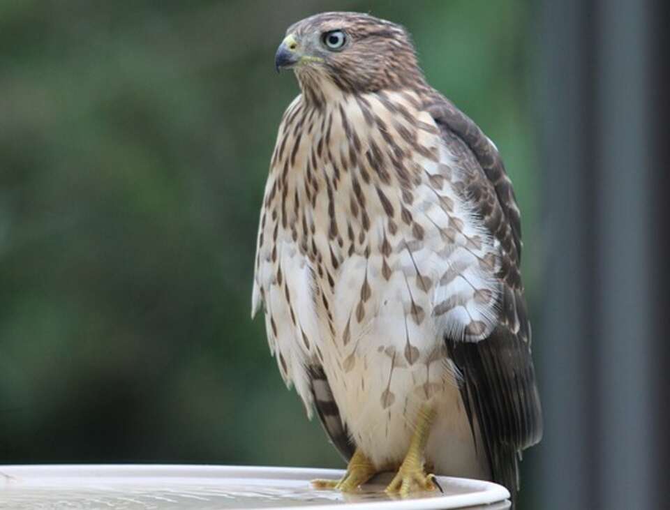 A Cooper's Hawk perched on a bird bath.