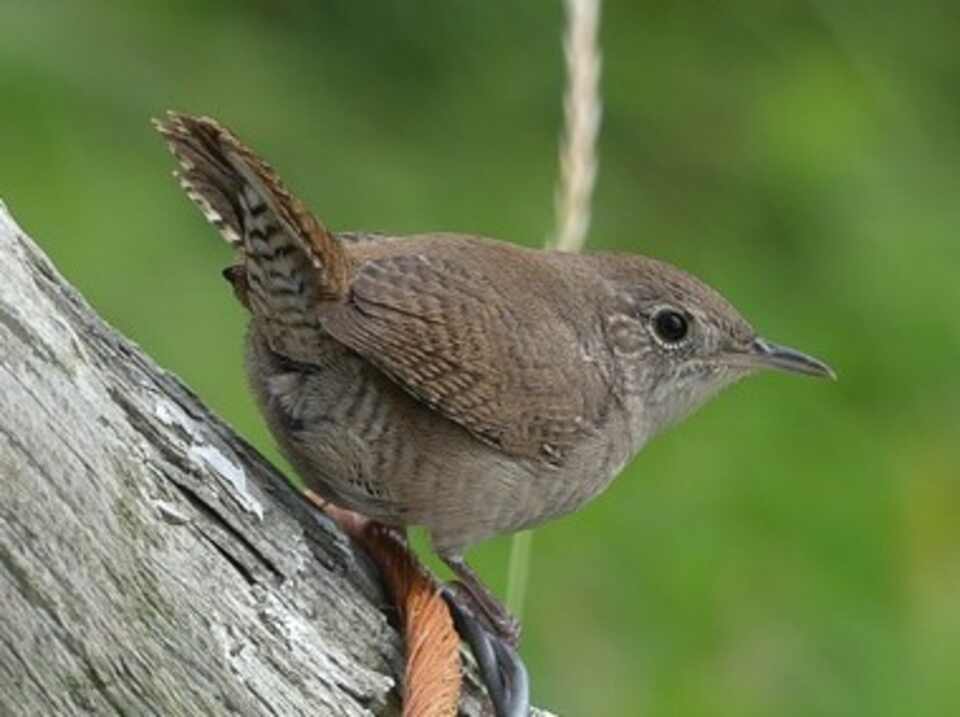 A House Wren perched in a tree.