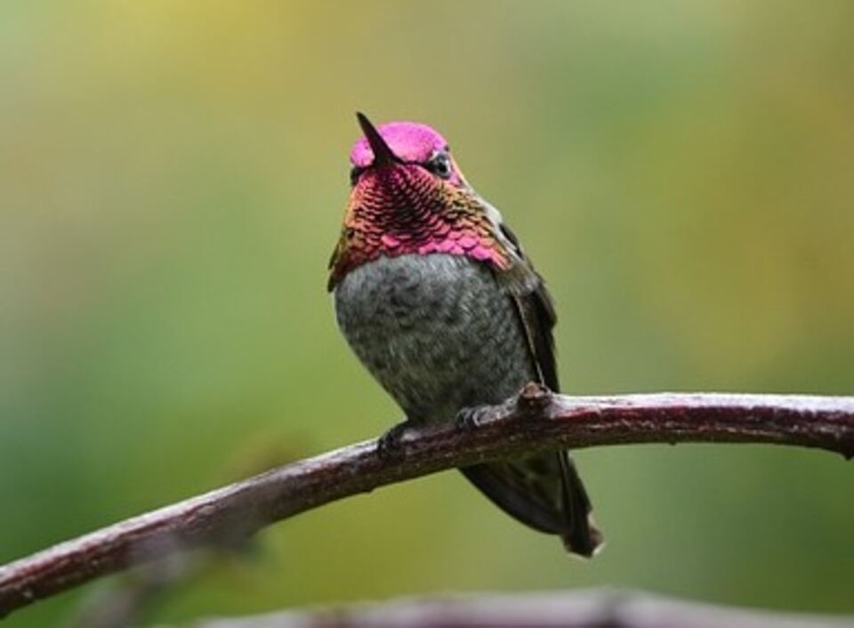 A Ruby-throated hummingbird perched on a branch.