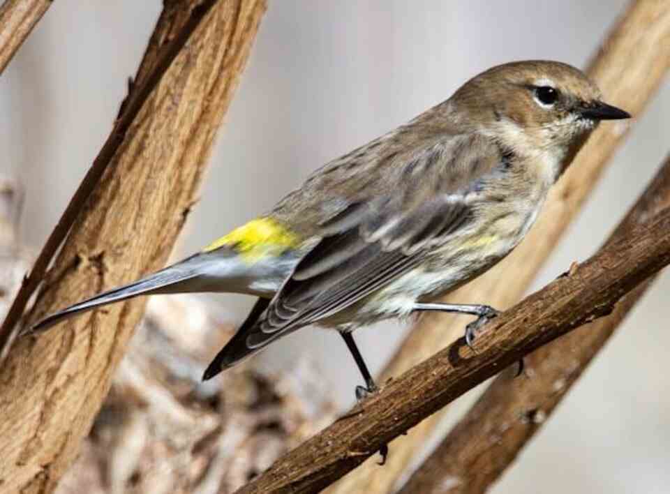 A Yellow-rumped warbler perched in a tree.