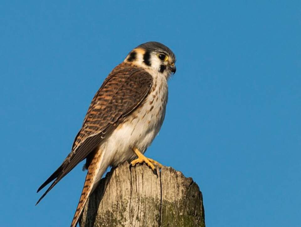 An American Kestrel perched on a post.