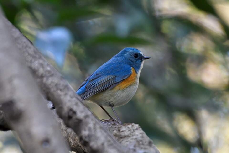 A Red-flanked Bluetail perched on a tree branch.