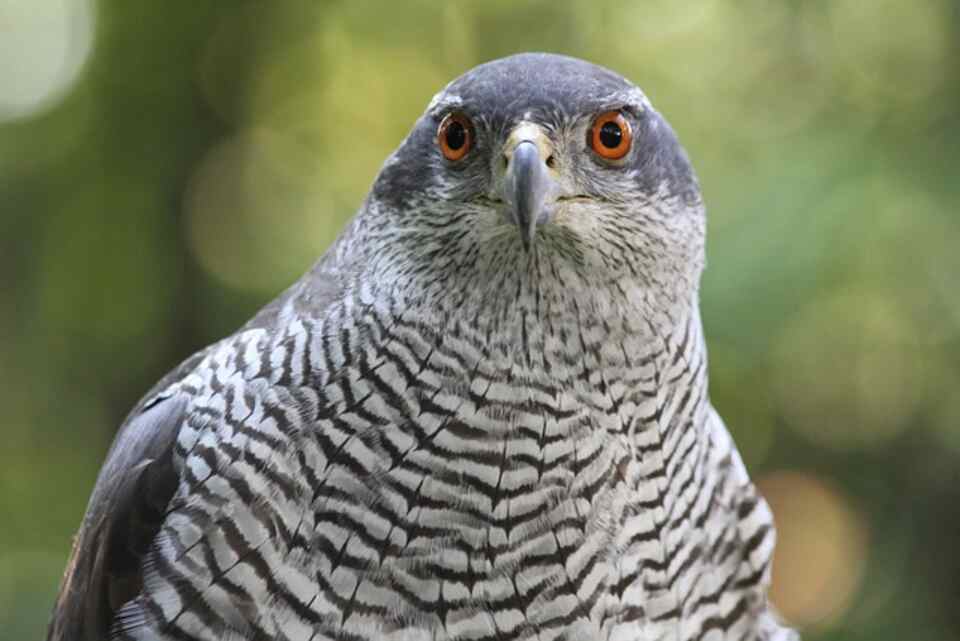 A Northern Goshawk with red eyes.