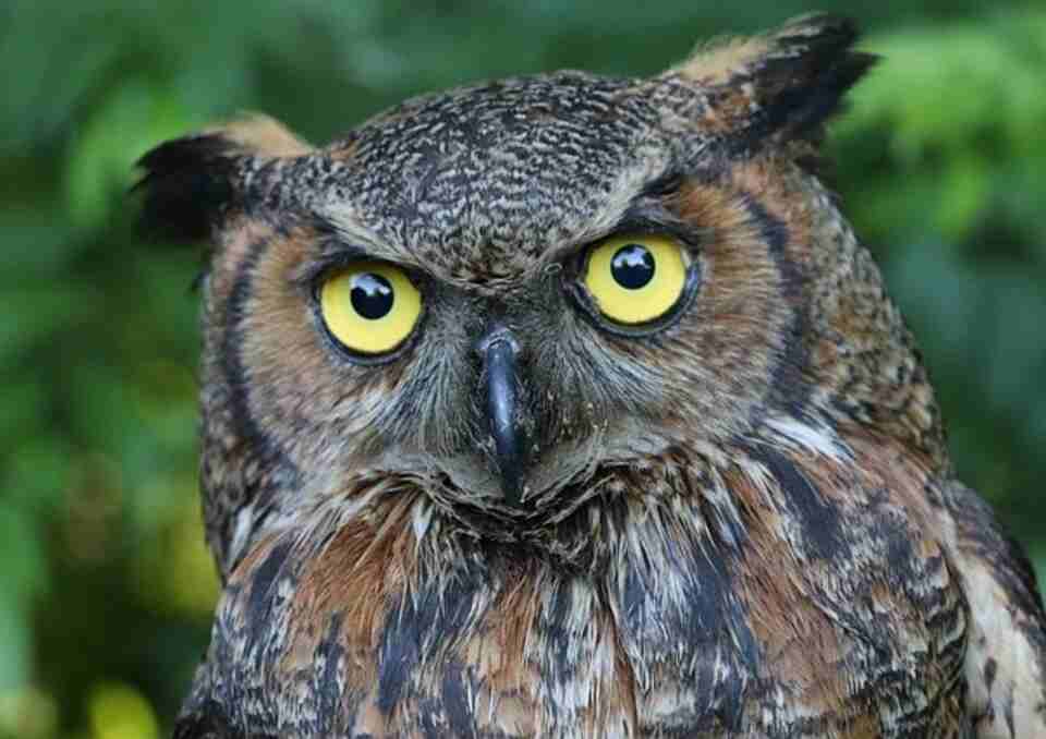 A Great-horned Owl looking around.