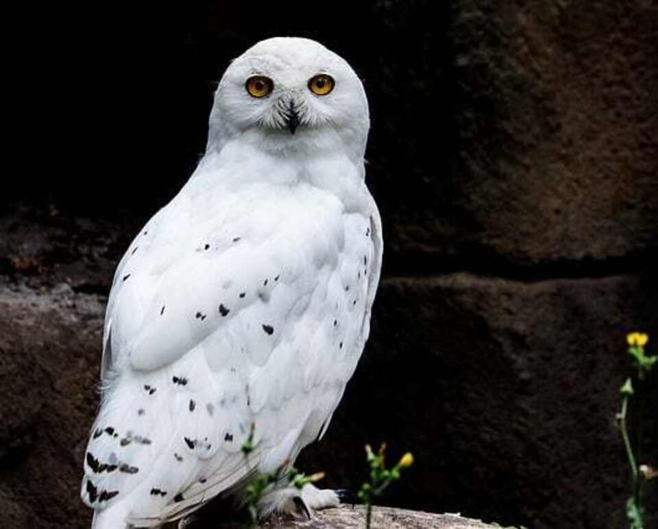 A Snowy Owl perched on a rock.