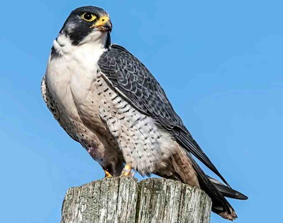 A Peregrine Falcon perched on a post.