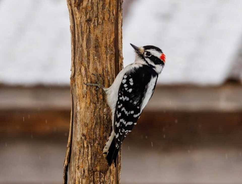 Downy woodpecker pecking a tree trunk in search of insects.