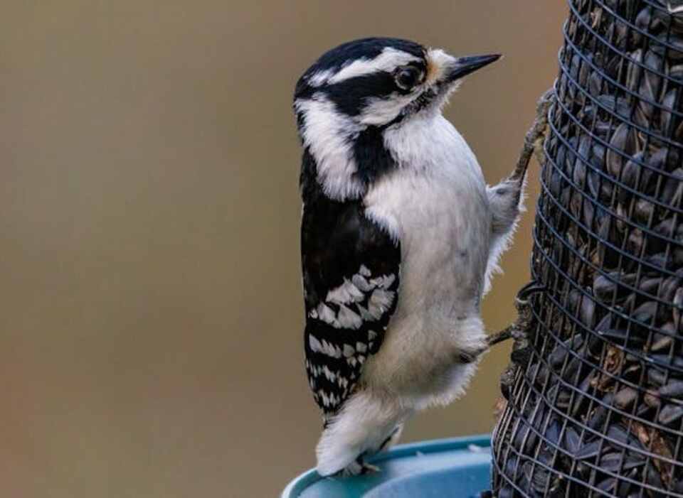 A female Downy Woodpecker feeding on black-oil sunflower seeds from a bird feeder.