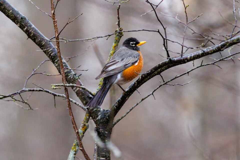 An American Robin getting ready for migration.