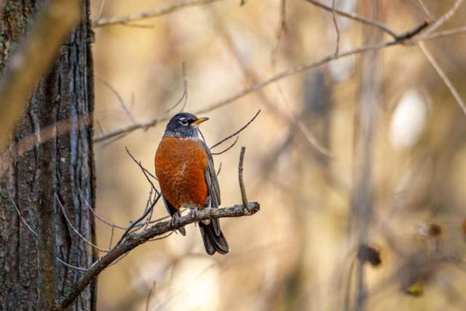 American Robin perched in a tree.