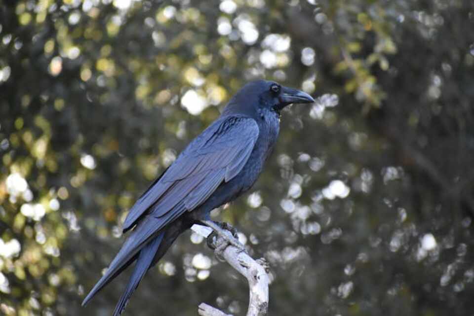 A Common Raven perched in a tree.