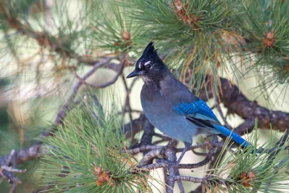 A Steller's jay perched in a tree.