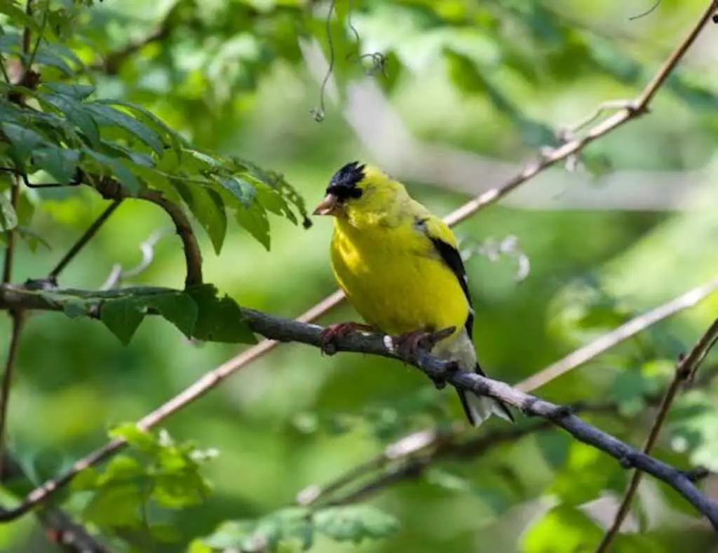 How to Attract Goldfinch to your Garden?