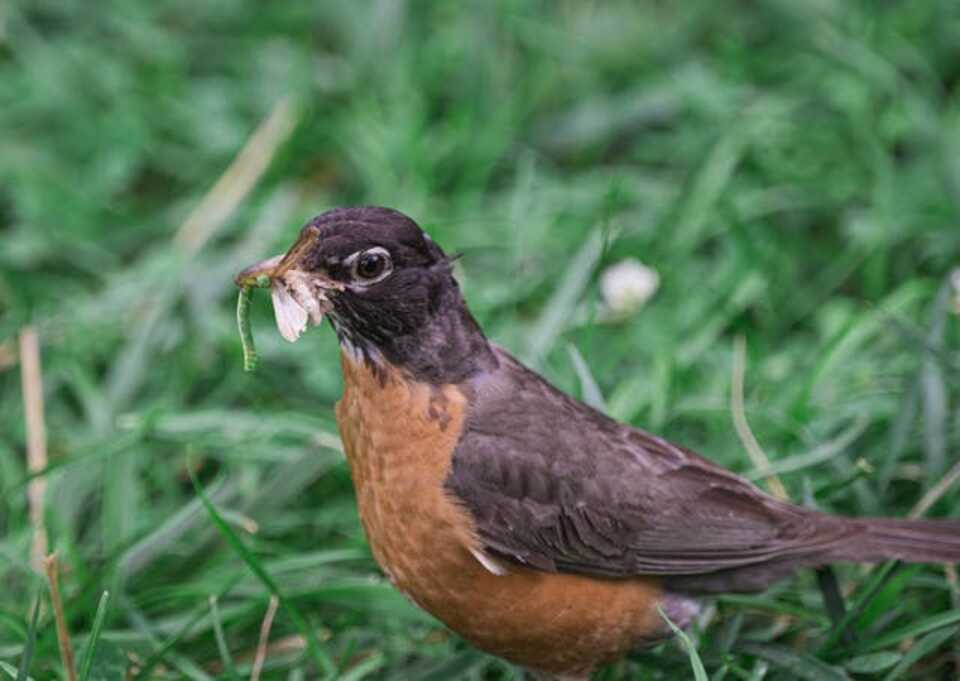 An American Robin with a worm in its beak.