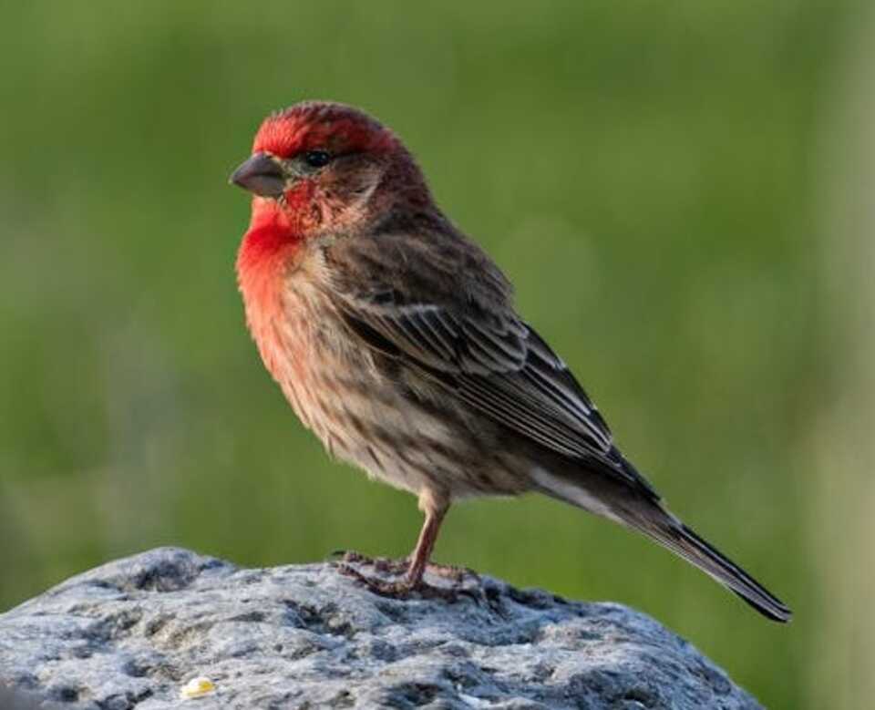 A House Finch perched on a large rock.