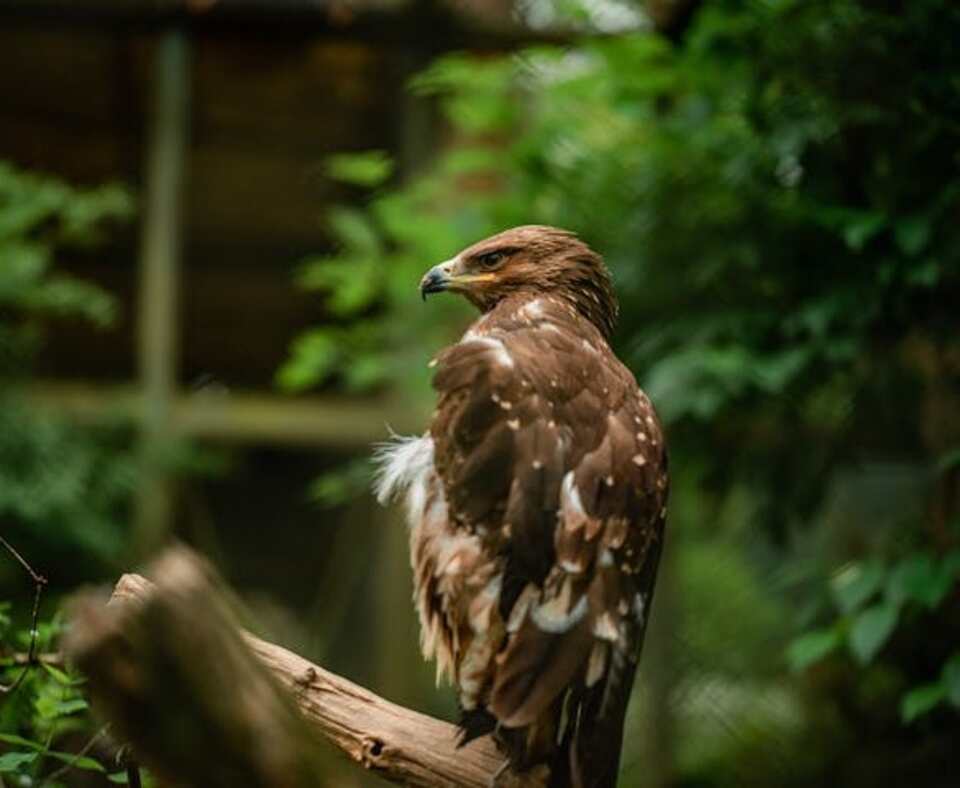 A Golden Eagle perched on a tree stump.