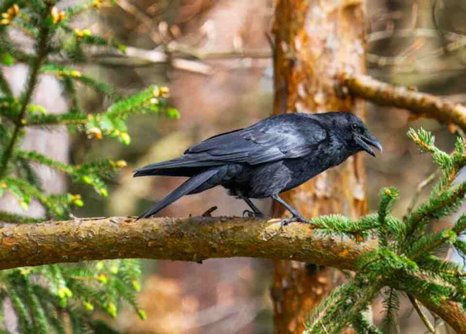 A Common Raven perched in a tree.