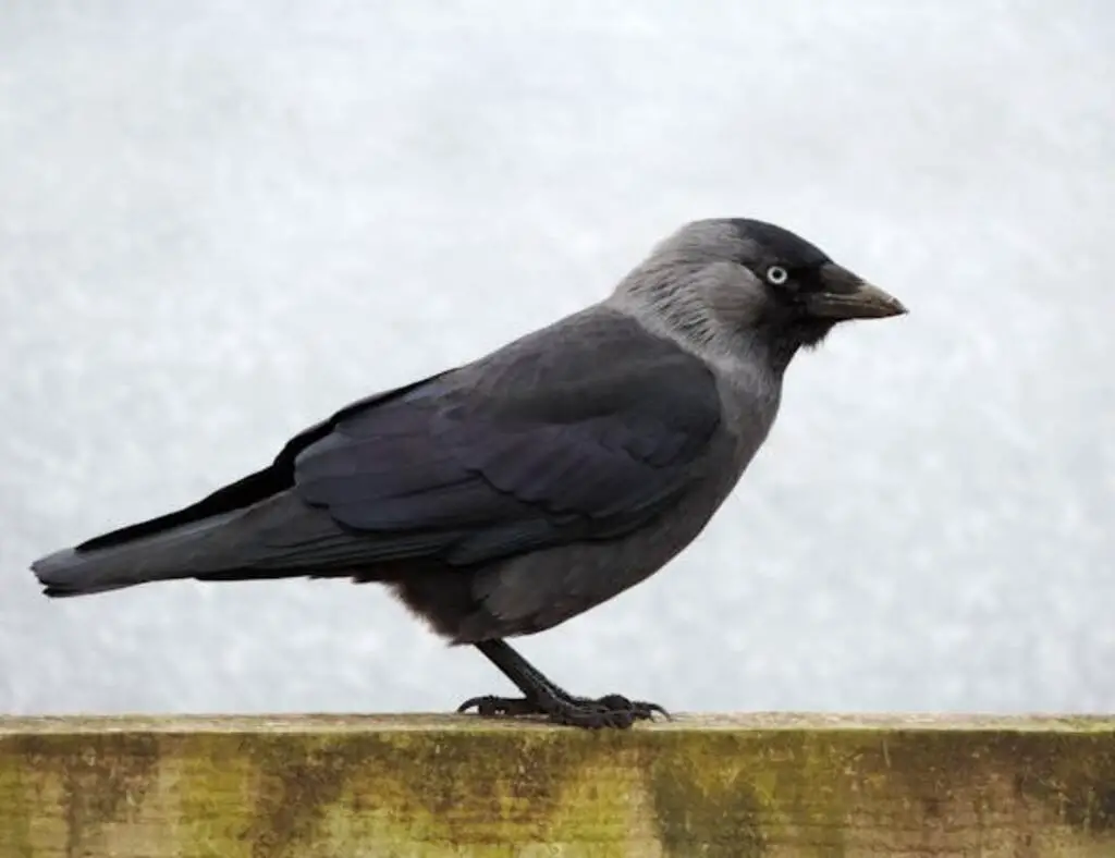 How to Attract Jackdaws to your garden.